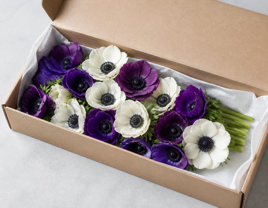 Letterbox Anemone Bundle