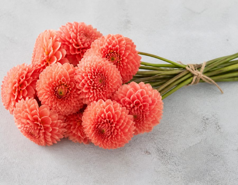 Single-Variety Dahlia Bunch
